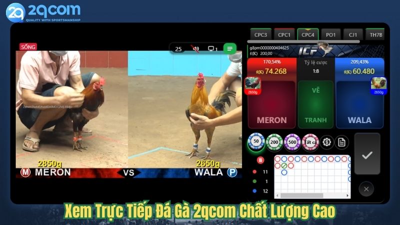 Đá Gà 2qcom - Đặt Cược Trực Tiếp Đá Gà Hấp Dẫn 2024 1 xem-truc-tiep-da-ga-2qcom-chat-luong-cao