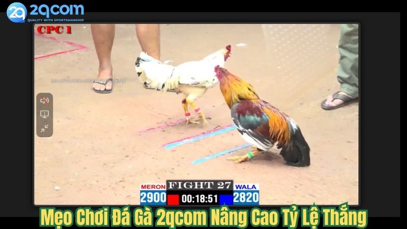Đá Gà 2qcom - Đặt Cược Trực Tiếp Đá Gà Hấp Dẫn 2024 3 meo-choi-da-ga-2qcom-nang-cao-ty-le-thang